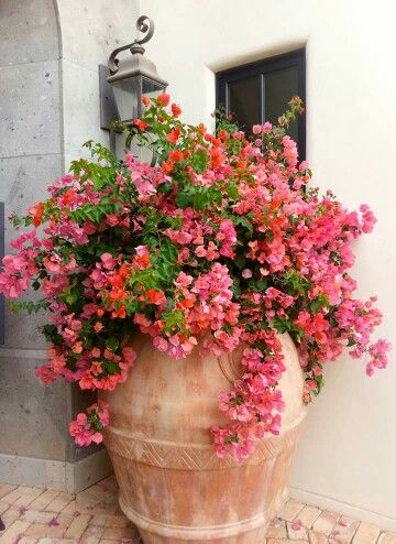 Potted Plants Outdoor, Mediterranean Garden, Beautiful Flowers Garden, Container Flowers, Bougainvillea, Outdoor Plants, Dream Garden, Garden Planning, Walkway