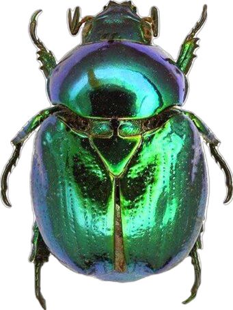 Cool Animals, Jewel Beetle, Beetle Art, Beetle Wings, Beetle Insect, Cool Bugs, Crazy Ideas, Kunst Inspiration, Hilarious Photos