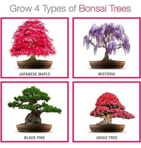 Grow Your own Bonsai kit – Easily Grow 4 Types of Bonsai Trees with Our Complete Beginner Friendly Bonsai Seeds Starter kit – Unique Seed kit Gift idea Types Of Bonsai Trees, Bonsai Kit, Seed Craft, Judas Tree, Seed Starter Kit, Bonsai Tree Types, Beautiful Bonsai, Christmas Tree Star Topper, Tree Seedlings