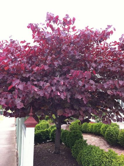 Forest Pansy, Small Ornamental Trees, Cercis Canadensis, Redbud Tree, Specimen Trees, Garden Shrubs, Ornamental Trees, Deciduous Trees, Gorgeous Gardens