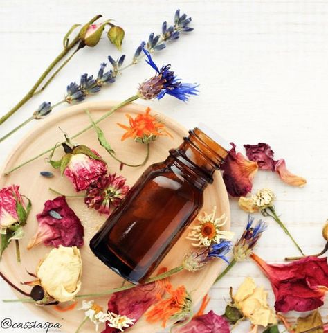 Blog — Cassia Spa Therapy Oregano Oil Benefits, Oregano Oil, Best Essential Oils, Dropper Bottles, Medicinal Herbs, Color Therapy, Alternative Medicine, Doterra, Essential Oil Blends