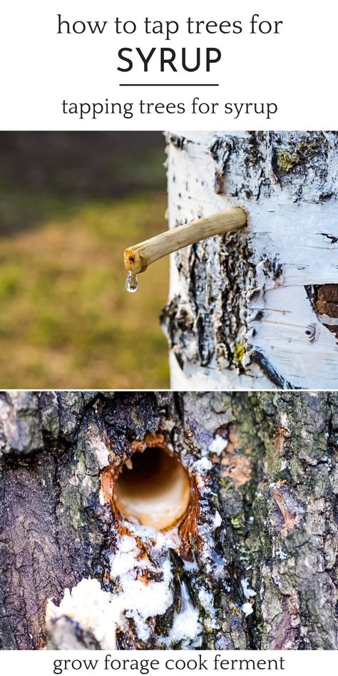 Maple Syrup Tree Tapping, When To Tap Maple Trees, Maple Tree Tapping, How To Tap Maple Trees, Tapping Trees For Syrup, Tap Maple Tree, Maple Syrup Tapping, Maple Syrup Tree, How To Make Syrup