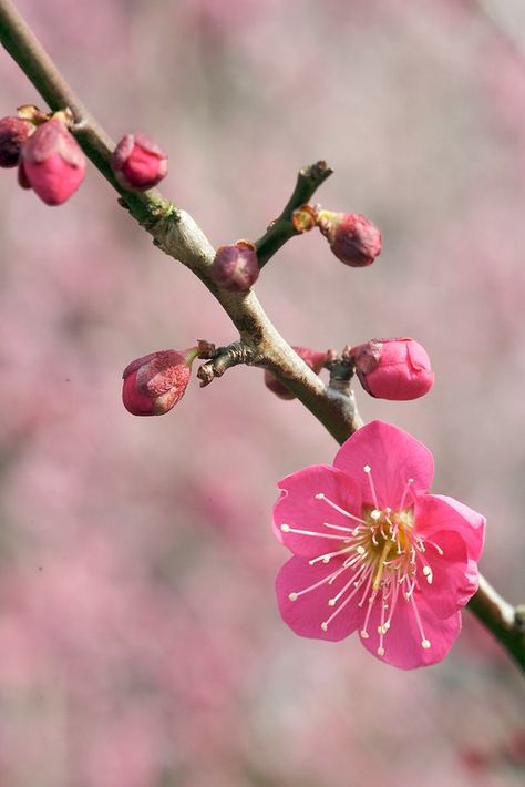 Plum Blossom Embroidery, Ume Flower Tattoo, Plum Blossom Aesthetic, Lisbon Tattoo, Chinese Plum Blossom, Ume Flower, Plum Blossom Tree, Plum Blossom Painting, Chinese Stamp