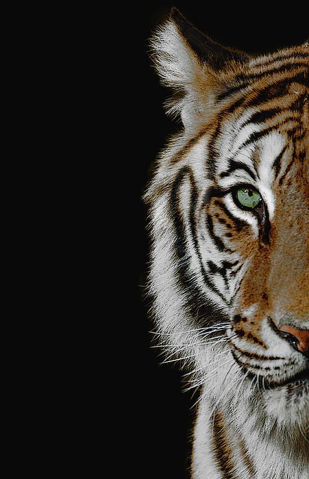 Tiger Wallpaper Aesthetic, Tiger Aesthetics, Easy Tiger Drawing, Tiger Wallpaper Iphone, Tiger Aesthetic, Tiger Quotes, Tiger Photography, Wild Animals Photography, Tiger Drawing