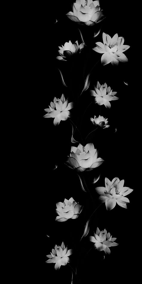 Flowers Iphone Wallpaper, Iphone Wallpaper Modern, Black Flowers Wallpaper, Flowers Black Background, Cute Black Wallpaper, Cool Backgrounds Wallpapers, Dark Flowers, Iphone Wallpaper Images, Dark Phone Wallpapers