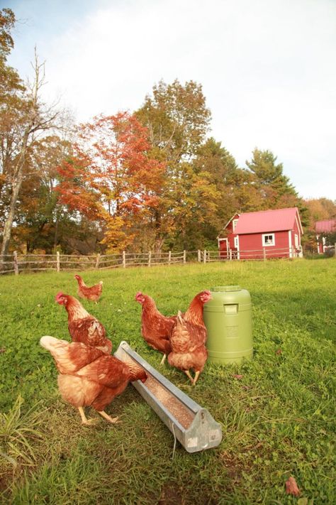 rooosters Old Barns, Keeping Chickens, Future Farms, Chickens And Roosters, Farm Barn, Farms Living, Down On The Farm, A Barn, Hobby Farms