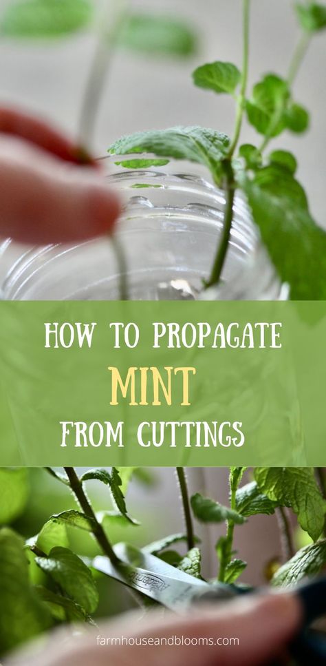 two pictures of mint being propagated How To Regrow Mint, How To Propagate Herbs From Cuttings, Growing Herbs From Cuttings, How To Propagate Herbs, How To Grow Mint From Cuttings, Mint Growing Tips, How To Propagate Mint From Cuttings, How To Cut Herbs From Plant, How To Propagate Mint