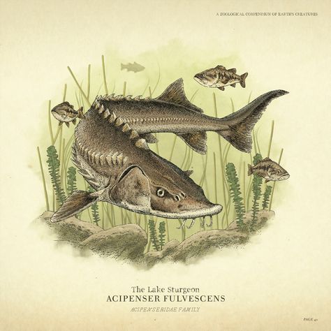 Lake Sturgeon Art - Red Dead Redemption 2 Art Gallery Lake Sturgeon, Sturgeon Fish, Red Dead Online, Red Dead Redemption Ii, Wildlife Artwork, Illustration Styles, Red Dead Redemption 2, Fish Drawings, Rockstar Games