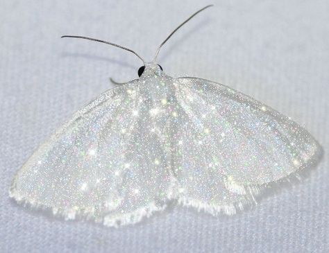 Glitter Aesthetic White, Glitter White Aesthetic, Soft Silver Aesthetic, White Glitter Aesthetic, Silver Glitter Aesthetic, Glittery Aesthetic, Mooncore Aesthetic, Aesthetic Moth, Shimmer Aesthetic