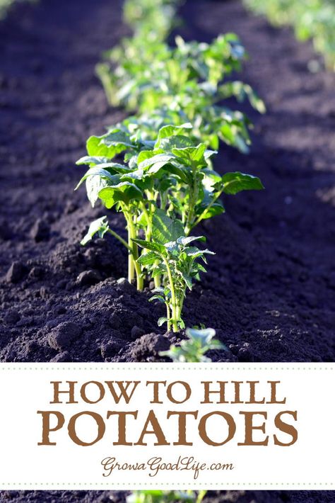 How to Hill Potatoes: One way to plant potatoes is the trench and hill method. This involves digging trenches and hilling the potato plants as they grow. Read on to learn how to grow potatoes using trenches and hills. Starting Garden, Planting Seed, Plant Potatoes, Grow Potatoes, Winter Vegetable, Veggie Gardens, Garden Layouts, Planting Potatoes, Growing Veggies