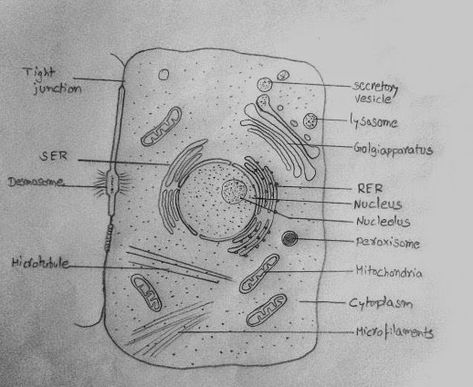 DRAW IT NEAT : How to draw animal cell Animal Cell Drawing With Label, Human Cell Drawing, Human Cell Diagram, Structure Of Cell, Animal Cell Diagram, Animal Cell Drawing, Drawing Biology, Animal Cell Structure, Plant Cell Diagram