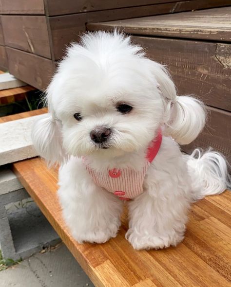 Bichon Frise Puppies For Sale | Chicago, IL Teacup Bichon Frise, Friends Cute Pictures, Bichon Dog, Bichon Frise Puppy, Cute Teacup Puppies, Saved Images, Dog Breeds List, Dog Poop Bag Holder, Bichon Frise Dogs