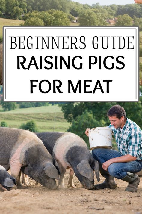 Pig Diet, Hog Farm, Raising Pigs, Pig Pen, Pig House, Farm Plans, Pig Farming, Goat Farming, Small Farm