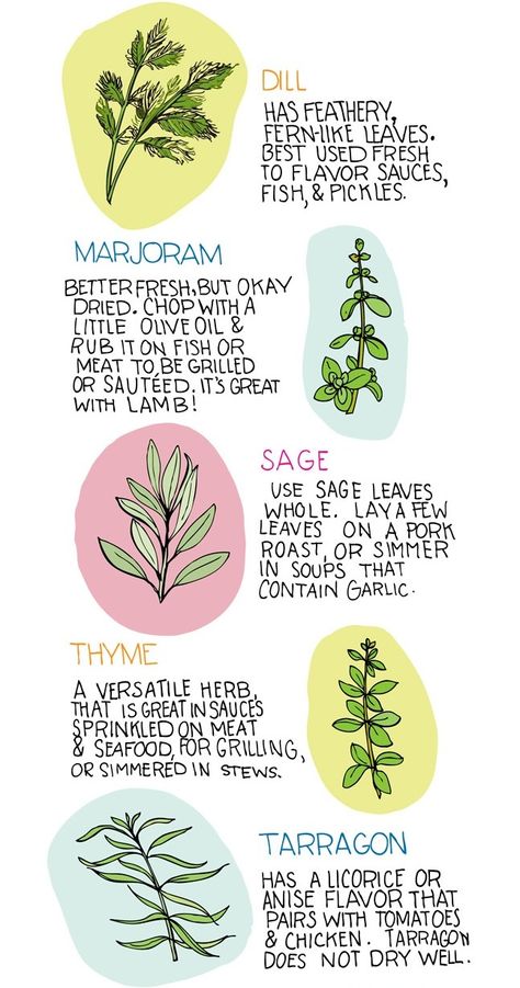 Learn the basics of dill, marjoram, sage, thyme, tarragon, and many more herbs (by Illustrated Bites) Herbs Illustration, Asian Spices, Healthy Herbs, Easy Asian, Easy Asian Recipes, Organic Vegetable Garden, Spice Shop, Spices And Herbs, Italian Cooking