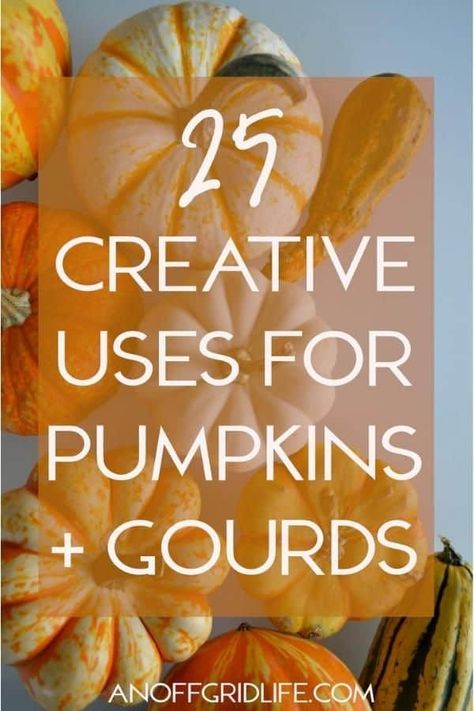 25+ Creative Ways to Use Pumpkins and Gourds for 2023 - An Off Grid Life Decorating With Gourds For Fall, How To Dry Gourds, Fall Yard Decor, Fall Gourds, Pumpkins And Gourds, Unique Pies, Gorgeous Gourds, Leftover Pumpkin, Decorative Gourds