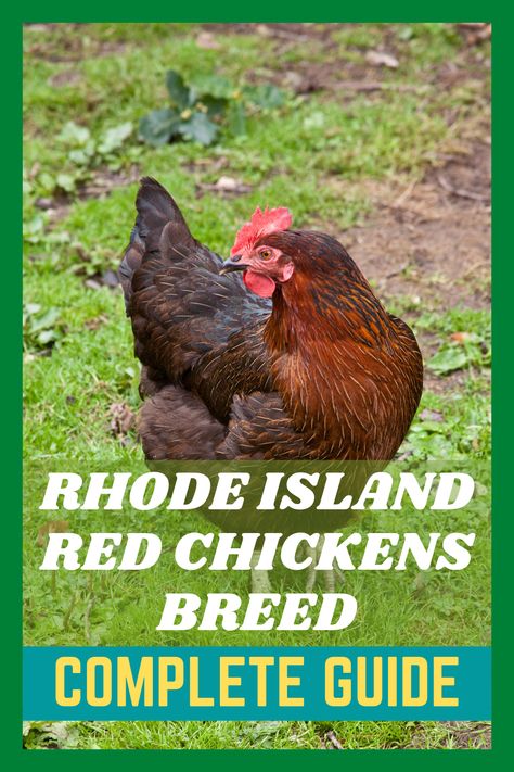 Rhode Island Red Rooster, Rhode Island Red Hen, Rhode Island Red Chickens, Brahma Chicken, Chicken Raising, Bantam Chickens, Types Of Chickens, Rhode Island Red, Chicken Mom