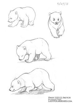 how to draw grizzly bears - Google Search Bear Walking Drawing, Grizzly Bear Drawing, Polar Bear Drawing, Bear Sketch, Polar Bear Art, Baby Polar Bears, Bear Drawing, Bear Tattoo, Bear Illustration