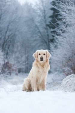 The Earth has music for those who listen. ❤️No judgment, just love.❤️ Vancouver, Canada Dog Photography Winter, Golden Retriever Photography, Dog Christmas Photos, Winter Wildlife, Dog Christmas Card, Snow Photography, Dog Photoshoot, Pet Art, Snow Dogs