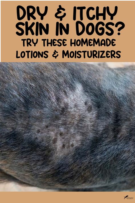 Dry & Itchy Skin in Dogs? Try These Homemade Lotions & Skin Moisturizers Homemade Anti Itch Cream, Dog Itching Remedies Allergies, Dog With Dry Itchy Skin, Dog Skin Allergies Remedies, Dry Skin For Dogs Remedies Diy, Diy Dog Lotion For Dry Skin, Dry Skin Remedies For Dogs, How To Relieve Dogs Itchy Skin, Natural Remedies For Dog Skin Problems