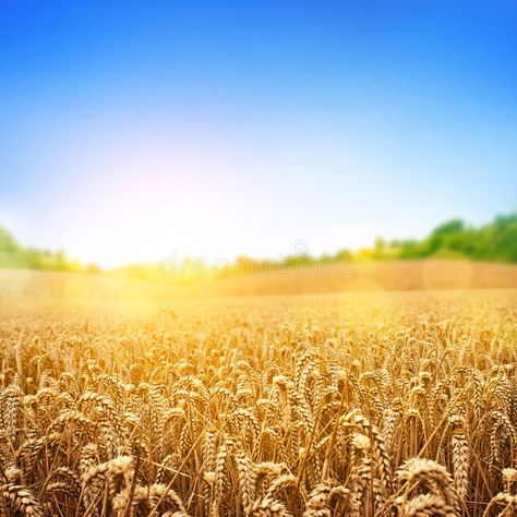 Golden Wheat Field. A wheat field, fresh crop of wheat , #SPONSORED, #Field, #Wheat, #Golden, #wheat, #crop #ad Wheat Field Aesthetic, Cropping Photography, Wheat Fields With Cypresses, Wheat Background, Wheat Field Illustration, Wheat Field Wallpaper, Wheat Field Photography, Wheat Vector, Wheat Crop