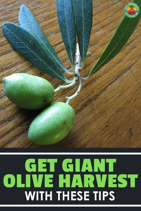 Love olives? Growing olives at home is completely possible! Our in-depth grower's guide shares how to do it the right way! How To Grow Olives, Backyard Hacks, Epic Gardening, Growing Olive Trees, Grow Seeds, Fruit Orchard, Olive Harvest, Orchard Tree, Growing Peonies