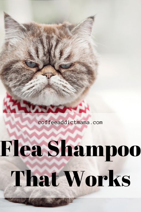 Diy Cat Bath Soap, Diy Cat Bath Wipes, Diy Dog Flea Shampoo, Homemade Flea Shampoo For Cats, Flea Bath For Cats, Diy Cat Food Recipe, Homemade Flea Shampoo, Flea Shampoo For Dogs, Essential Oils For Fleas