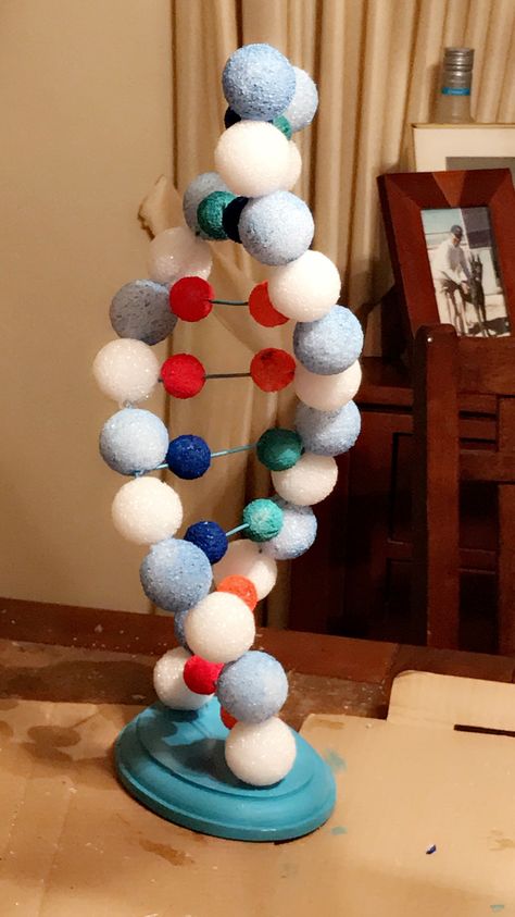 DNA Model made from 2x4 inch wire mesh and styrofoam balls. Dna Structure Model, Dna Model Project, Molecule Model, Biology Ideas, Dna Structure, Science Exhibition, Dna Project, Biology Projects, Dna Model