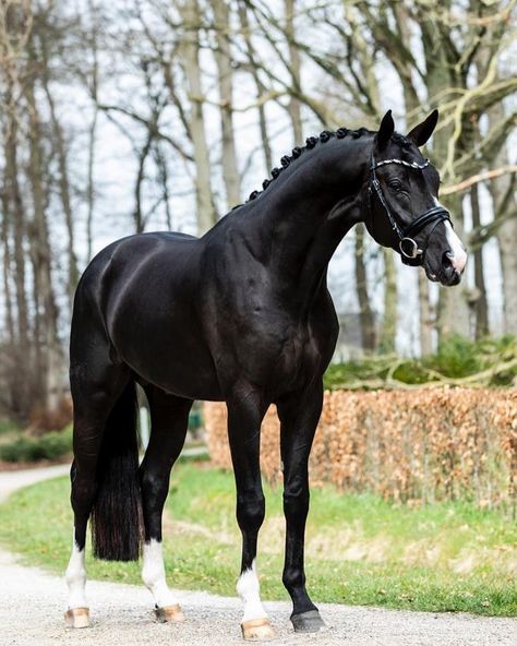 Stal Rom Vermunt on Instagram: “🐰🐣Happy Easter 🐰🐣 #omarsharif #forbreeding #premiumstallion #kwpn #oldenburgpferdezuchtverband #stalbrinkman #escamillo #blackstallion…” Black Warmblood Horse, Black Warmblood, Black Thoroughbred, Kwpn Horse, Dutch Warmblood, Horse Coat Colors, Warmblood Horses, Horse Black, Thoroughbred Horse Racing