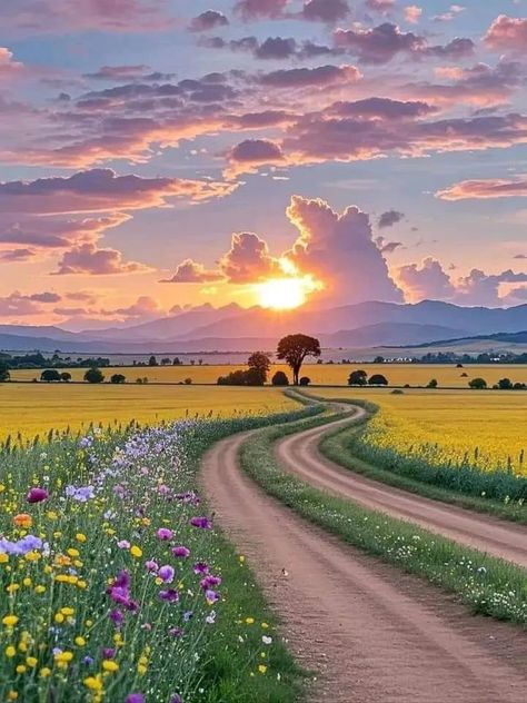 Flower Meadow Aesthetic, Aesthetic Meadow, Meadow Aesthetic, Calm In Chaos, Composition Photo, Flowers Sunset, Dreamy Aesthetic, Beautiful Nature Wallpaper Hd, Flower Meadow