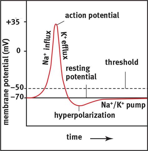 Depolarization across cell membrane to threshold level leads to generation of action potential via opening of voltage gated Na+ channels (close before threshold and after reaching +35 mV) and influx of Na+ due to electrochemical gradient, followed by repolarization via opening of positive charge activated voltage gated K+ channels and efflux of K+ out of interior due to electrochem. grad. wanting to restore internal negativity and hyperpolarization before returning to resting membrane potential. Depolarization And Repolarization, Resting Membrane Potential, Action Potential Nervous System, Mcat Biology, Teas Test Prep, Membrane Potential, Biology Topics, Nursing Student Quotes, Printer Crafts