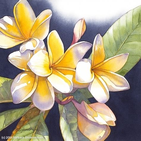 Passion for Plumeria #1 by Barbara Groenteman Watercolor ~ x Flores Plumeria, Paintings Easy, Plumeria Flowers, Art Watercolour, Hawaiian Flowers, Great Paintings, Tropical Art, Flower Art Painting, Botanical Illustration