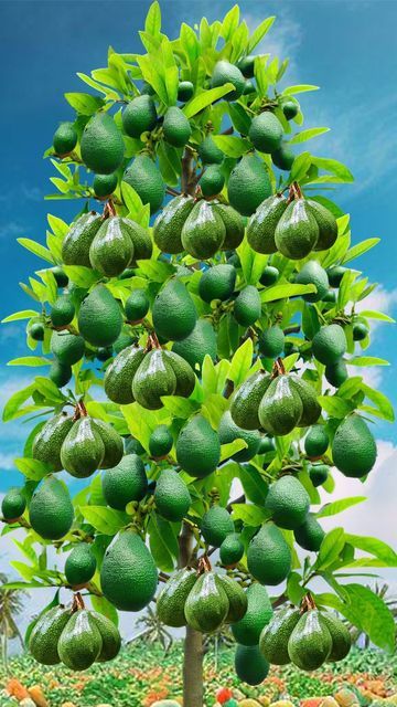 How To Grow Avocados, Avocado Garden, Avocado From Seed, Avocado Seed Growing, Design Garden Ideas, Fruit Fast, Grow Avocado, Avocado Seed, Front Garden Landscape