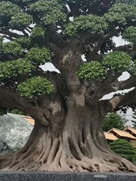 Big Bonsai Tree, Large Bonsai Tree, Bonsai Forest, Weird Trees, Japanese Garden Design, Large Tree, Bonsai Art, Old Trees, Ancient Tree