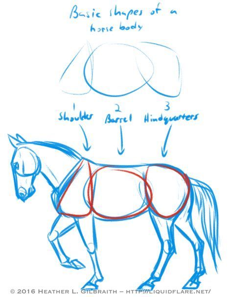 Horse Anatomy Drawing, Horse Drawing Tutorial, Ako Kresliť, Draw A Horse, Horse Art Drawing, Horse Sketch, Horse Anatomy, Horse Drawing, Horse Drawings