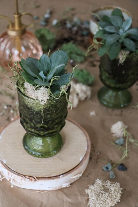 DIY Succulent in a Glass — root + dwell Succulents In Wine Glasses, Wine Glass Succulent Planters, Glass Vase With Succulents, Succulents In Glass, Succulent Bowls Glass, Plant In Glass, Succulent Bowls Crystal, Rock Plants, Plant Mister