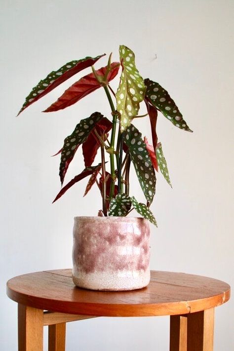 Begonia Maculata, Plant Goals, Ficus Elastica, Indoor Plant Care, Succulents Indoor, House Plants Decor, Colorful Plants, House Plants Indoor, Real Plants