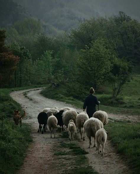 Farming Aesthetic, Countryside Life, A Well Traveled Woman, Country Gal, Sheep Farm, Dirt Road, Rural Life, The Shepherd, English Countryside