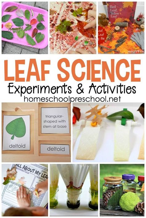 As the leaves begin to change colors this autumn, it's a great time to explore leaves with these engaging leaf-themed science activities for preschoolers. #homeschoolprek #leafscience #scienceactivitiesforpreschoolers #preschoolscience #lisforleaves Leaf Science, Science Activities For Preschoolers, Fall Leaves Activities, Leaf Lessons, Leaf Activities, Fall Science, Preschool Science Activities, Science Experiments For Preschoolers, Tree Study