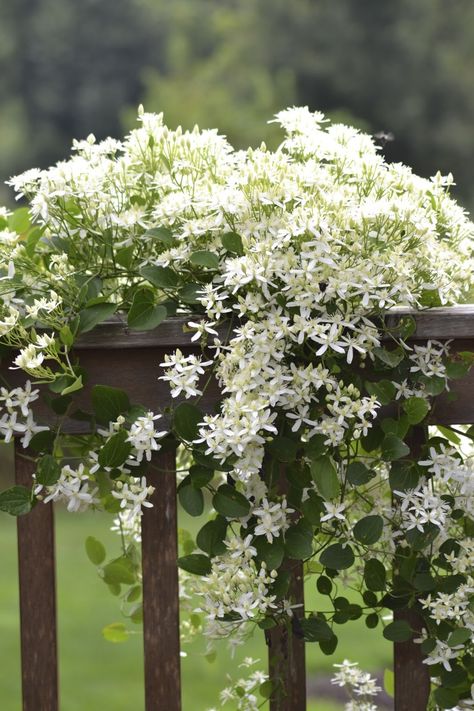 Sweet Autumn Clematis, Autumn Clematis, نباتات منزلية, Flowers Growing, Garden Vines, Moon Garden, White Gardens, Climbing Plants, Garden Cottage