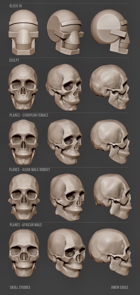 Soule Designs - Skull studies Skulls Drawing Reference, 3d Skull Art, How To Sculpt A Skull, Skull Sculpture Art, Skull Turnaround, Skull Art Reference, Skull Reference Anatomy, Skull Reference Drawing, Bones Reference