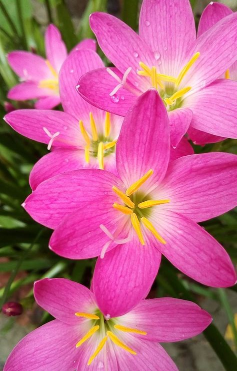 Common names are Pink Rain Lily, Fairy Lily, Zephyr Lily. #Common names #Pink Rain Lily #Fairy Lily #Zephyr Lily. Pink Rain Lily Flower, Lily Symbolism, Rain Lily Flower, Lilly Flower Drawing, Lily Varieties, Fairy Lily, Lily Fairy, Growing Lilies, Types Of Lilies