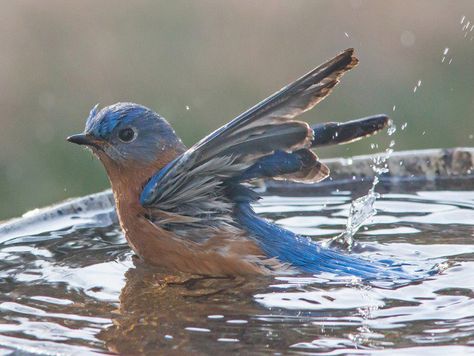 5 Bird Baths To Spruce Up Your Yard - Oola.com Heated Bird Bath, Bird Strike, Wild Design, Common Birds, Green Bird, Small Ponds, How To Attract Birds, Water Sources, Arte Inspo