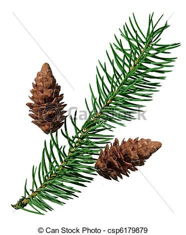 Fir Cones, Pine Branch, Medical Illustration, Pine Needles, White Image, Pine Cone, Potpourri, Pine Cones, Cactus Plants