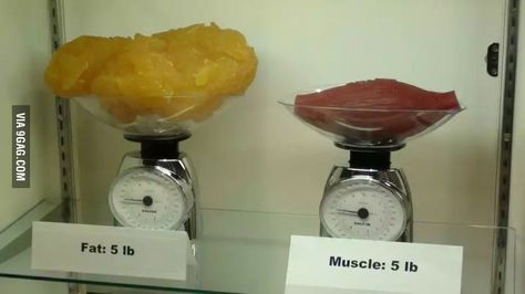 Five pounds (2.5 kg) of fat compared to five pounds of muscle Healthy Life, Daily Motivation, Fat Vs Muscle, 5 Lbs Of Fat, Lose 5 Pounds, Pound Of Fat, Body Fat, Get Healthy, Fat Loss