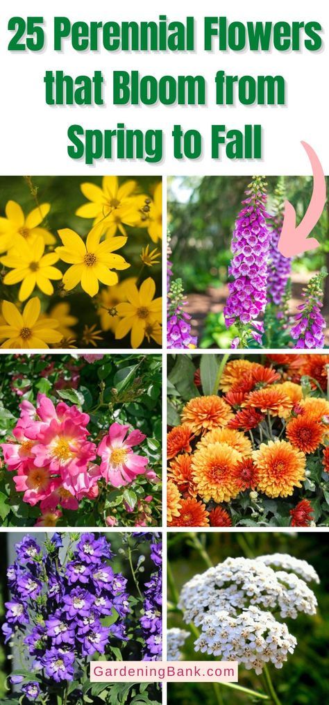 25 Perennial Flowers that Bloom from Spring to Fall pinterest image. All Season Flower Bed Perennials, Flowers For Garden Front Yards, Perrineals Flowers, Spring Summer Fall Perennial Garden, Corner Perrenial Garden, Spring Perennial Garden, Fall Perennial Garden, Late Spring Blooming Perennials, Sun Loving Perennials Landscapes