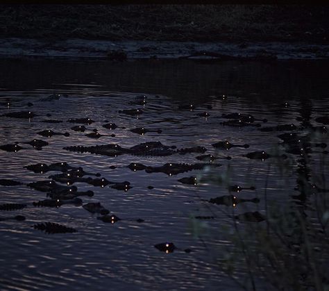 Nature is Lit on Twitter: "🔥 Alligator eyes glowing at night 🔥… " Nature, Alligator Eyes, Scary Ocean, Eyes Glowing, Creepy Images, Sink Or Swim, Creepy Pictures, Ocean Pictures, Southern Gothic