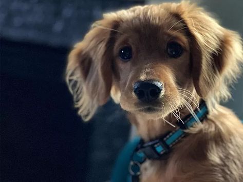 Small Golden Retriever, Golden Cavalier, Golden Retriever Mini, Golden Corgi Mix Puppy, Cocker Spaniel Golden Retriever Mix Dogs, Golden Cocker Retriever, Mini Golden Retriever Full Grown, Mini Golden Retriever, Golden Retriever Breed