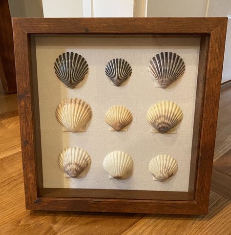 See Shells Ideas, Shell Shadow Box Ideas, Shadow Box Seashell Ideas, Sand Dollar Shadow Box Diy, Sea Shell Shadow Box Ideas, Shell Shadow Box Diy, Shadow Box With Shells, Beach Shadow Boxes, Seashell Shadow Boxes