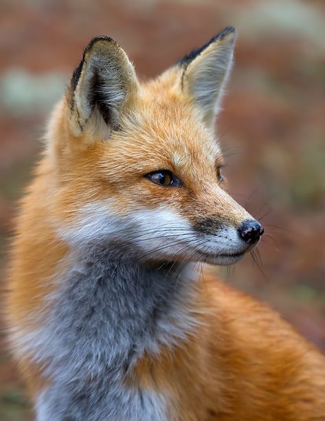 Vulpes Vulpes, Fantastic Fox, Fox Photography, Fox Pictures, Foxes Photography, Animal Study, Pet Fox, Fox Art, Cute Fox