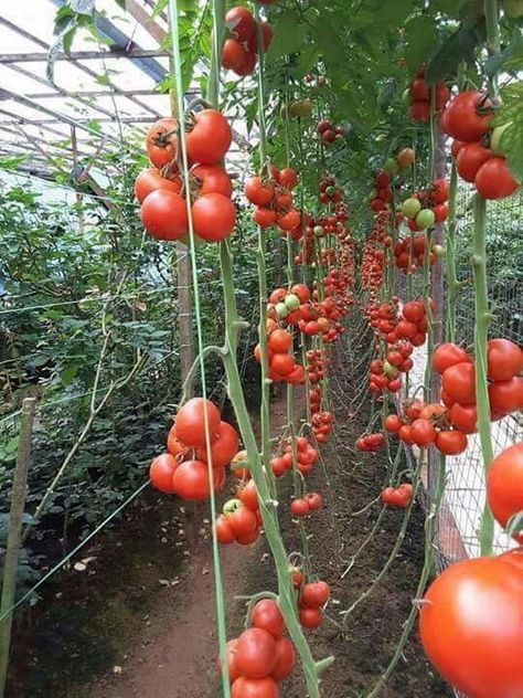 Tomato Farming, Vegetable Harvest, Garden Harvest, Home Vegetable Garden, Container Gardening Vegetables, Garden Guide, Vegetable Garden Design, Green House, Garden Layout